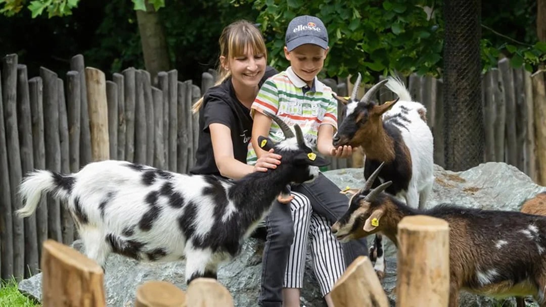 Children interacting with goats at the Schönbrunn Zoo petting area.