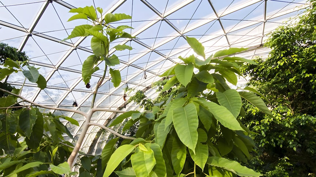 Tropical plants inside the Schönbrunn Zoo greenhouse, Vienna.