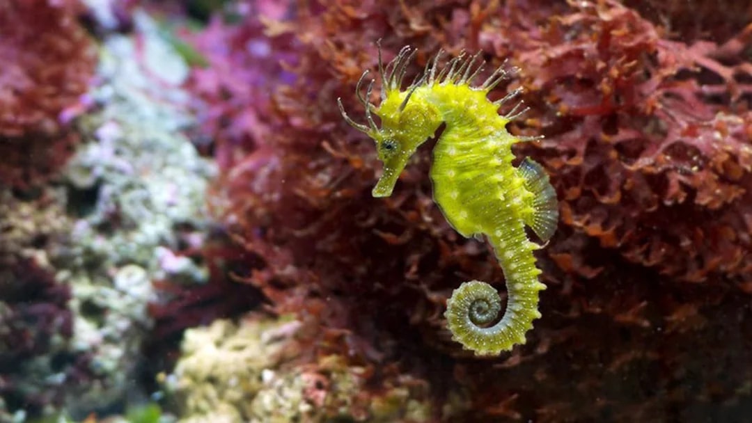 Seahorse swimming near coral at Schönbrunn Zoo.