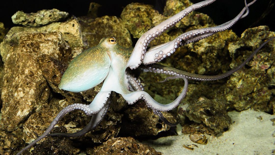 Octopus swimming among rocks at the Schönbrunn Zoo Aquarium.