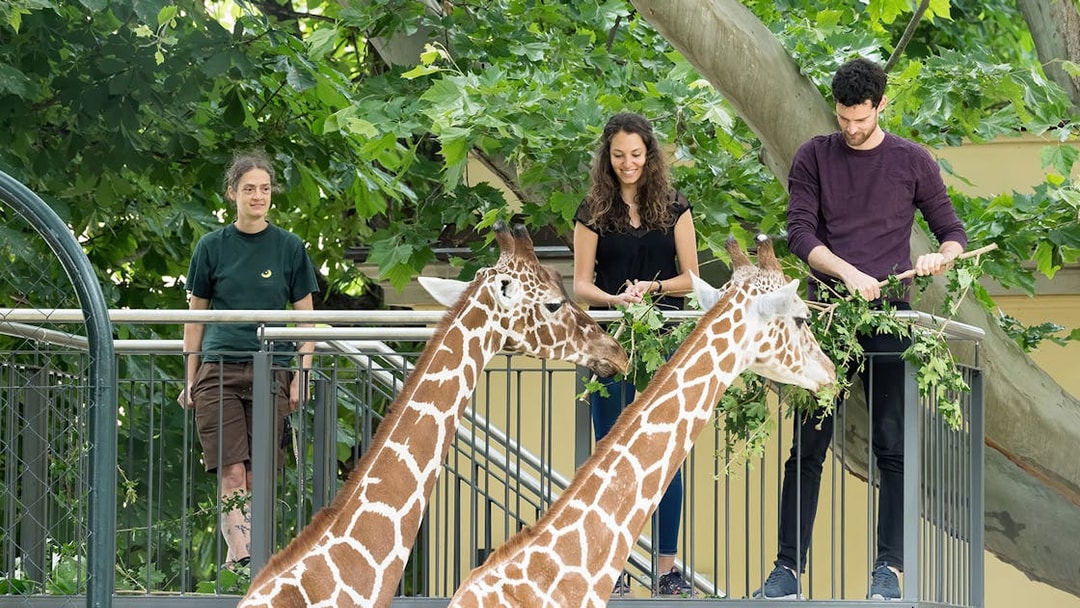 Giraffe feeding at Schönbrunn Zoo, Vienna with visitors on platform.