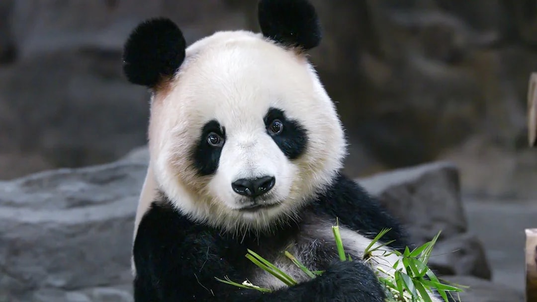 Panda eating bamboo at Schönbrunn Zoo, Vienna.