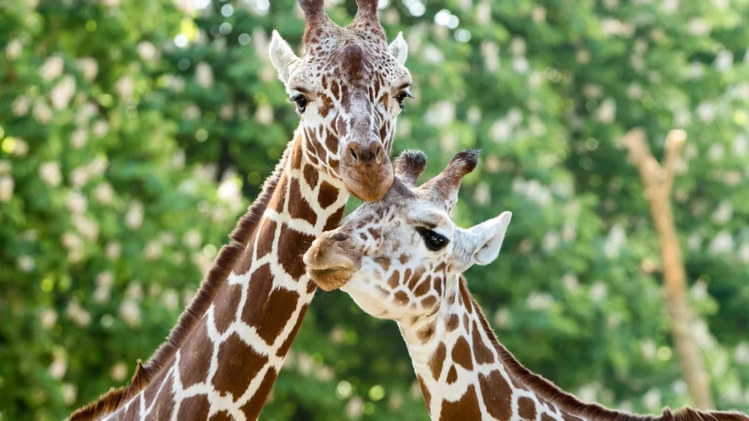 Giraffes at Schönbrunn Zoo, Vienna, standing close together.