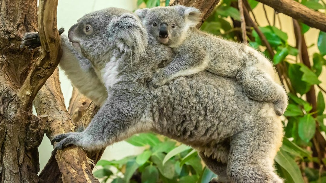 Koala with joey on a tree branch at Schönbrunn Zoo.