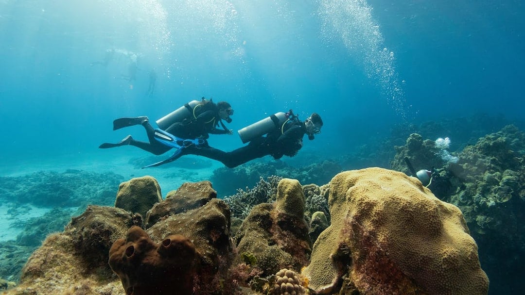 Scuba divers exploring coral reefs in the Gulf of Catania.