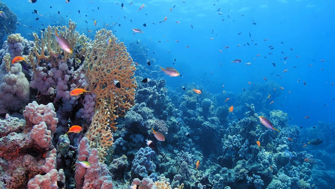 Coral reef with colorful fish in the Gulf of Catania during a scuba diving tour.