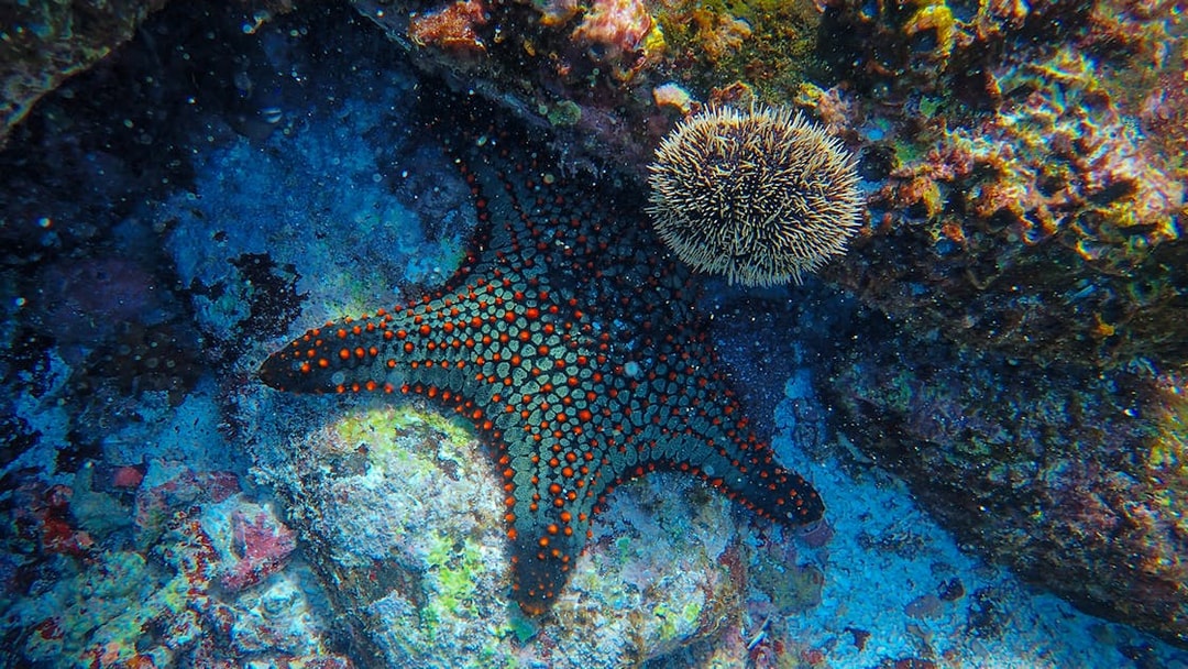 Starfish and sea urchin on coral reef during scuba diving at the Gulf of Catania.