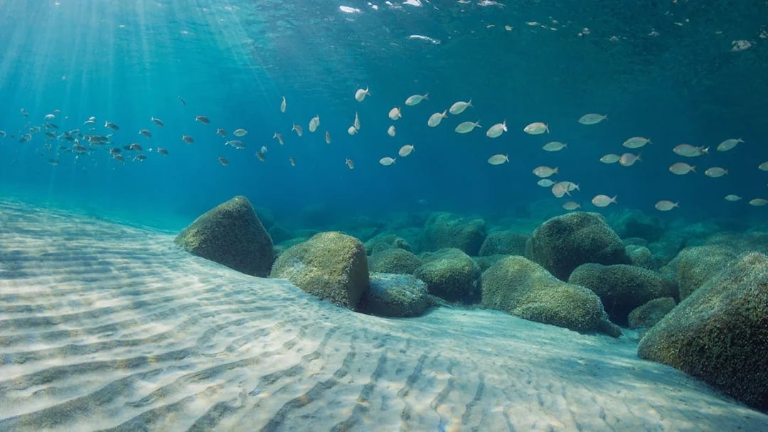 School of fish swimming over rocky seabed in Gulf of Catania.