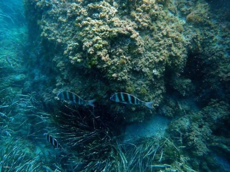 Scuba diving trip from Santa Pola