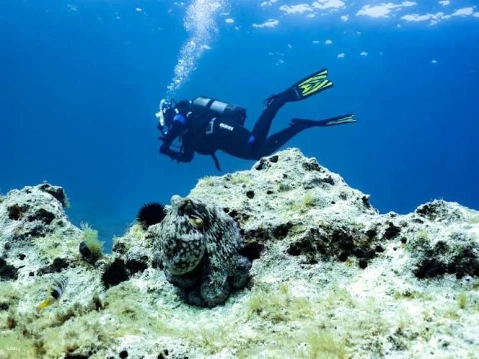 Scuba tour with one dive from Bonaire Harbour for certified divers