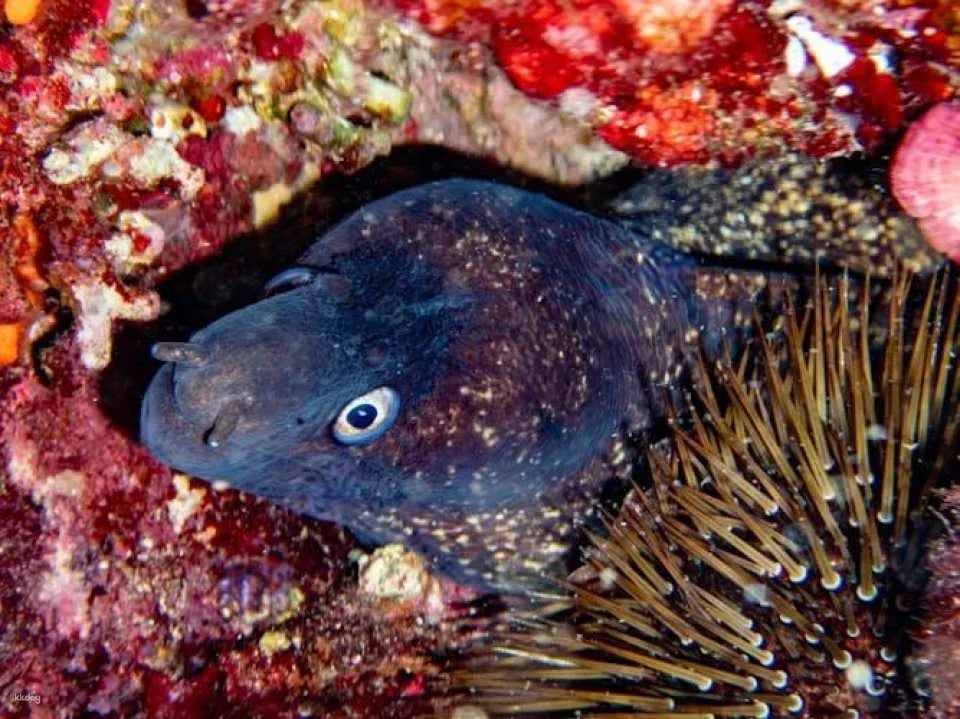 Scuba tour with one dive from Bonaire Harbour for certified divers