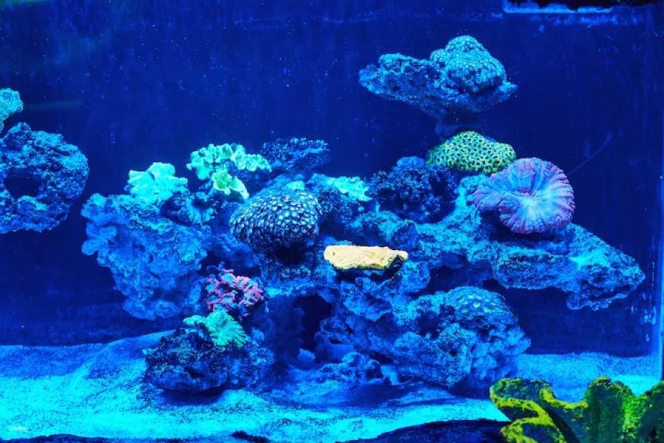 Sea Life Busan Aquarium Tickets | Korea
