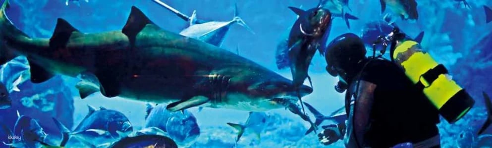 Sea Life Busan Aquarium Tickets | Korea
