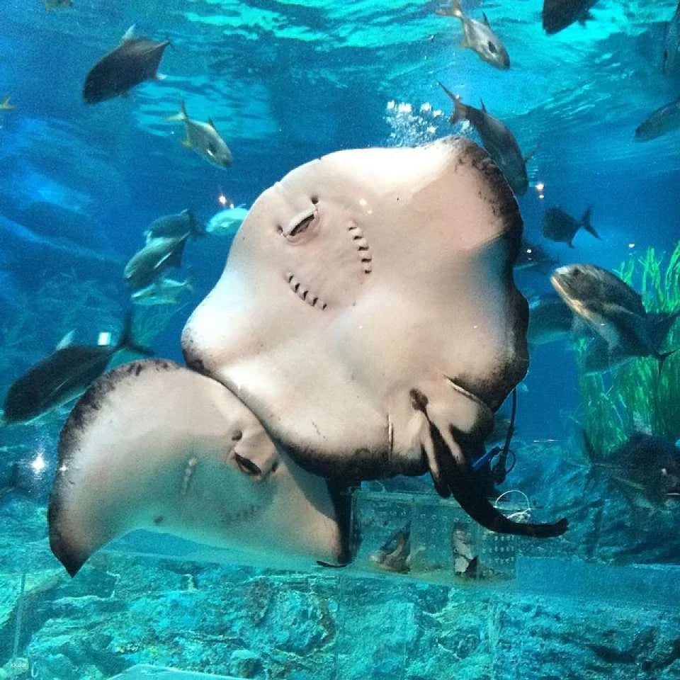 Sea Life Busan Aquarium Tickets | Korea