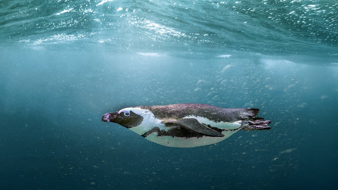 Penguin swimming underwater at SEA LIFE Busan Aquarium.