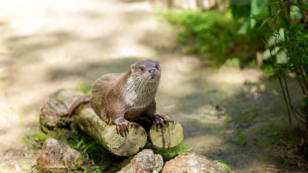 Asian small-clawed otter perched on logs in a natural setting.