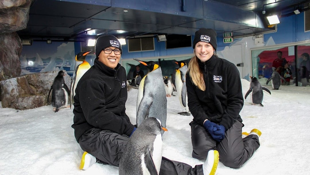 Tourists interacting with penguins at SEA LIFE Kelly Tarlton's Aquarium.