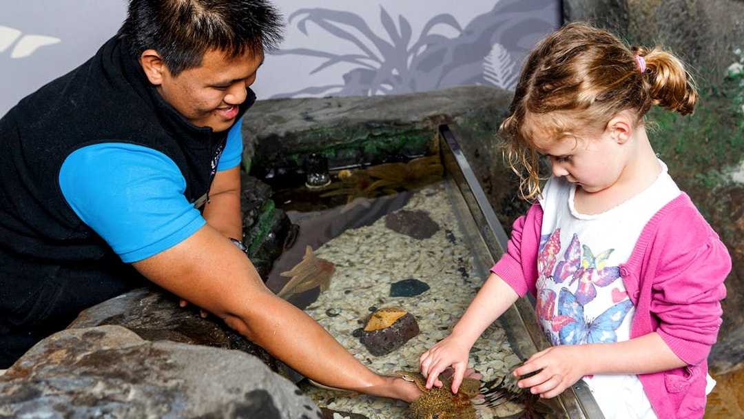 Child touching starfish at SEA LIFE Kelly Tarlton's Aquarium touch pool.