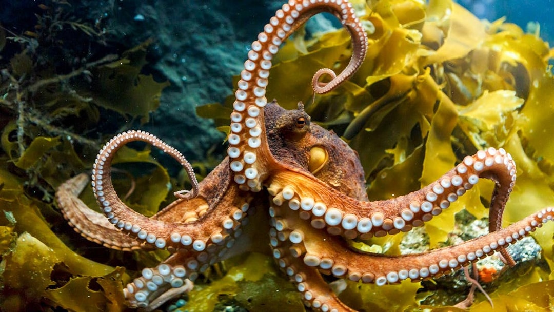 Octopus among seaweed at SEA LIFE Kelly Tarlton's Aquarium, Auckland.