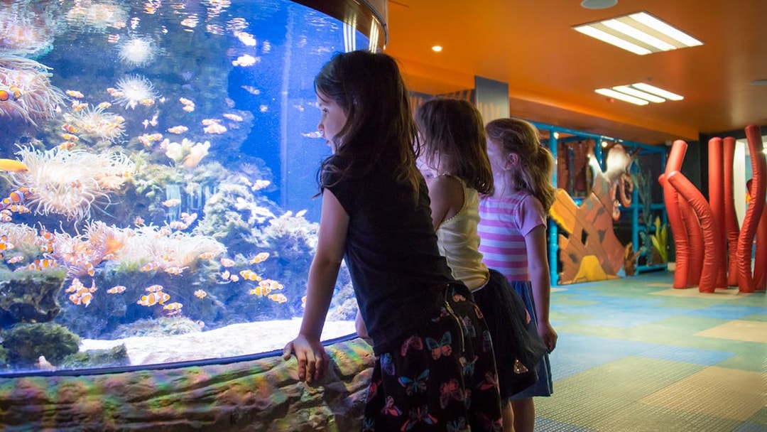 Children observing clownfish at SEA LIFE Kelly Tarlton's Aquarium, Auckland.