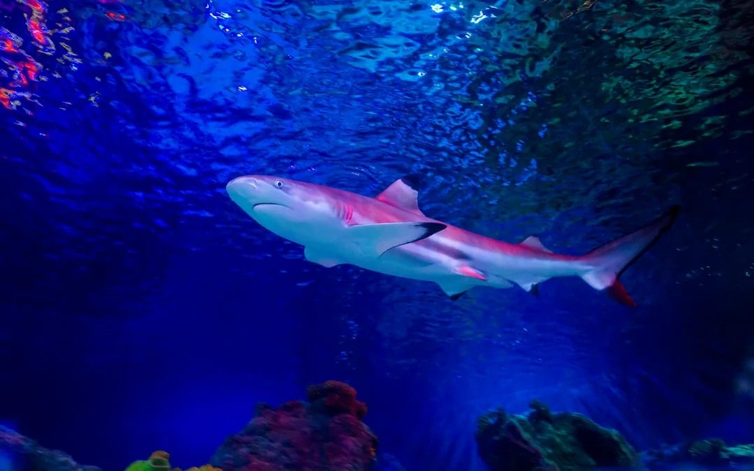 SEA LIFE Loch Lomond Anytime Entry Ticket Image 1