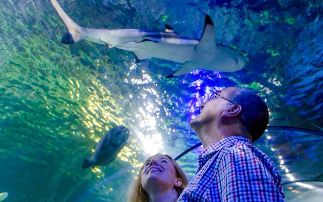 SEA LIFE Loch Lomond Anytime Entry Ticket Image 2