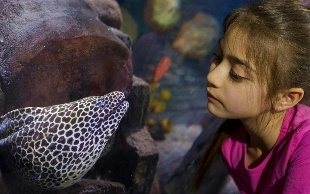 SEA LIFE Loch Lomond Anytime Entry Ticket Image 3
