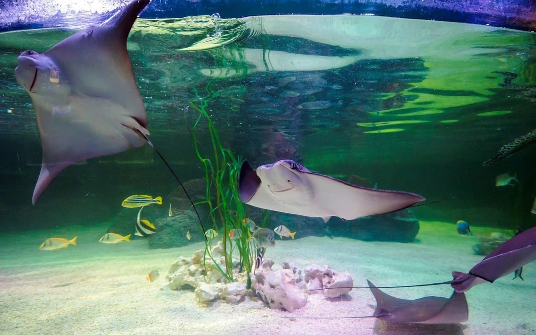 SEA LIFE Loch Lomond Anytime Entry Ticket Image 4