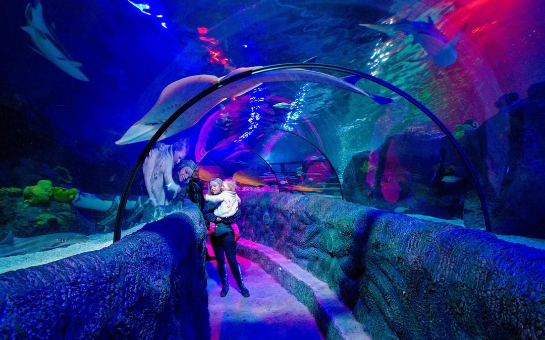 SEA LIFE Loch Lomond Standard Admission Image 2