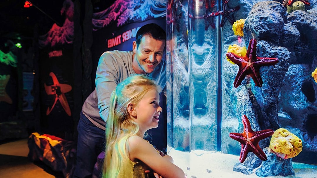 Guests observing starfish at SEA LIFE London aquarium.