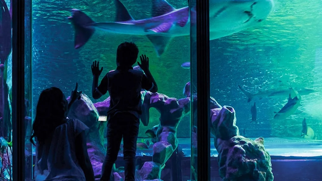 Guests observing sharks at SEA LIFE London aquarium.