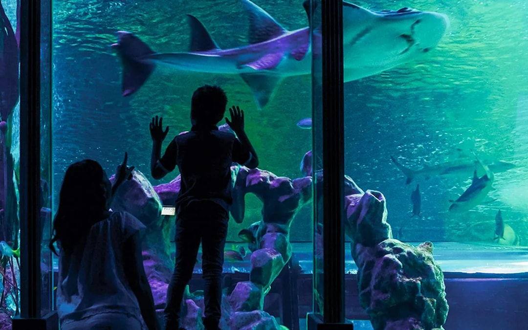 SEA LIFE London Aquarium: Deluxe Package Image 7
