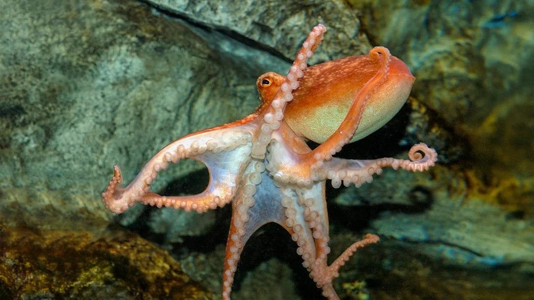 Octopus swimming in SEA Life London aquarium exhibit.