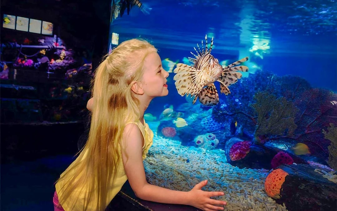 SEA LIFE London Aquarium: Deluxe Package Image 8