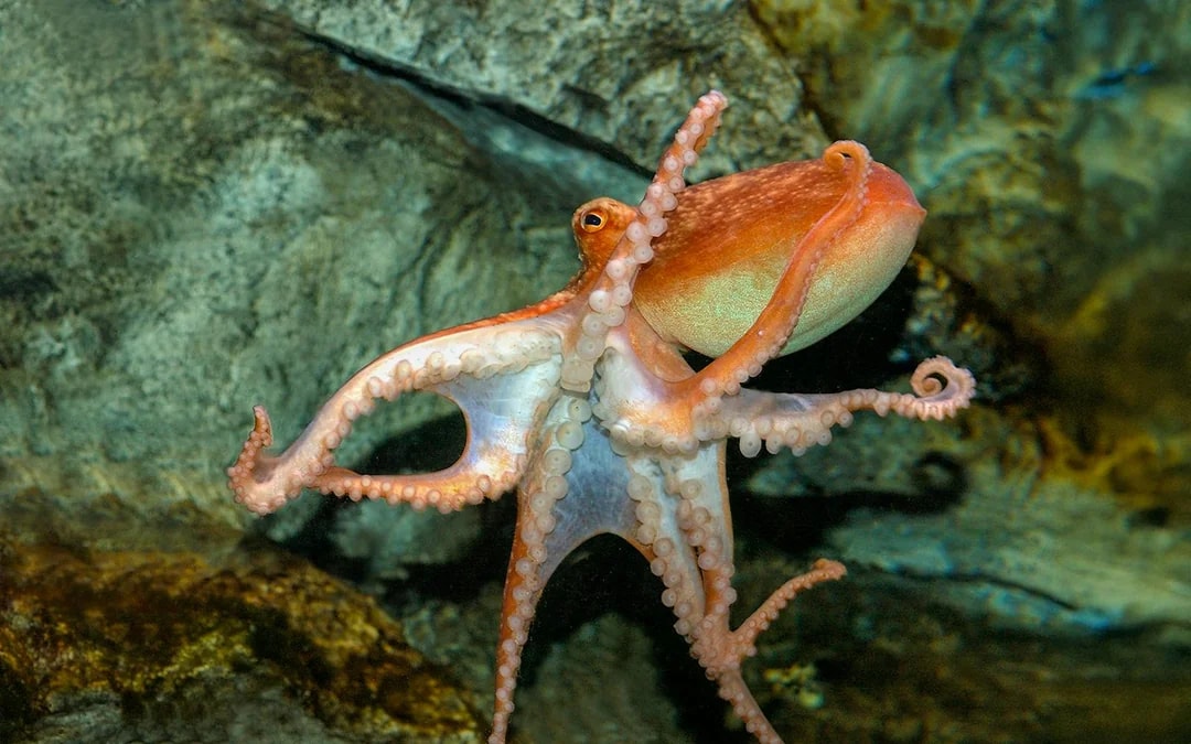 SEA LIFE London Aquarium: Deluxe Package Image 9