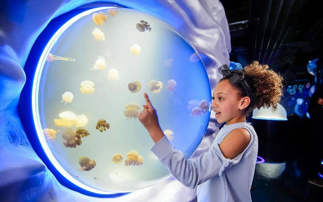 SEA LIFE London Aquarium: Deluxe Package Image 1