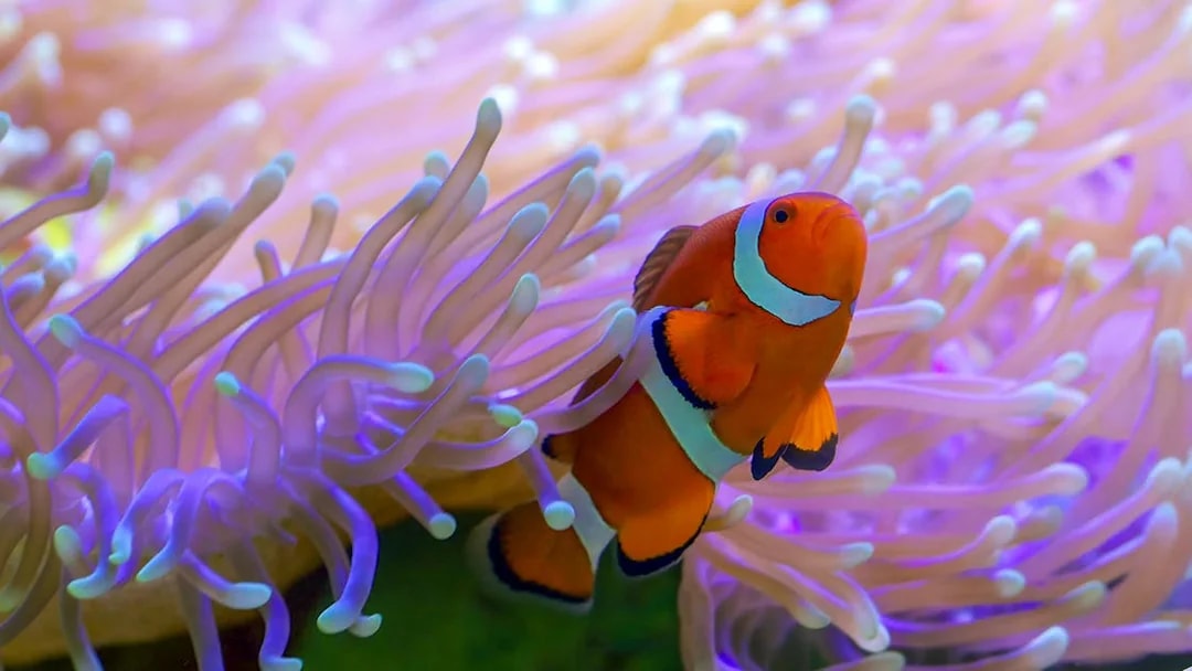 Clown fish swimming among sea anemones at SEA LIFE London.