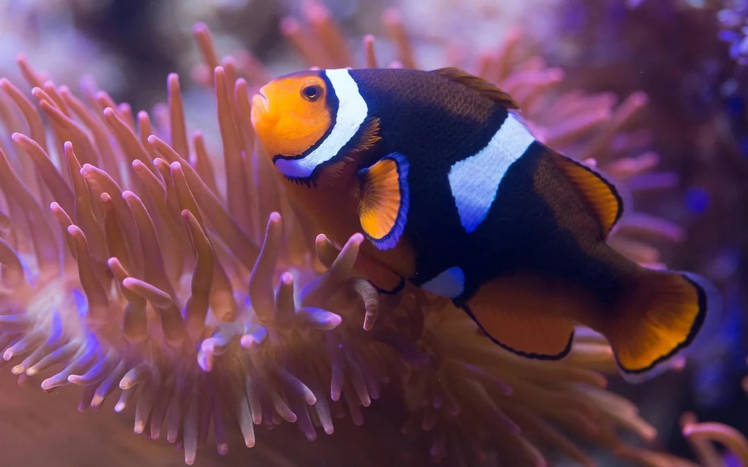 SEA LIFE London Aquarium: Standard Admission Tickets Image 5