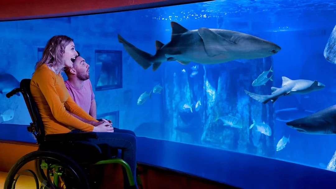 Visitor in wheelchair observing shark at Sea Life Aquarium.