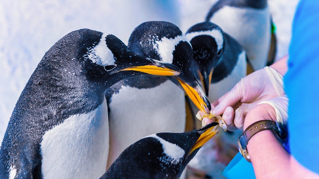 Penguins being fed by a staff member at Sea Life Aquarium.