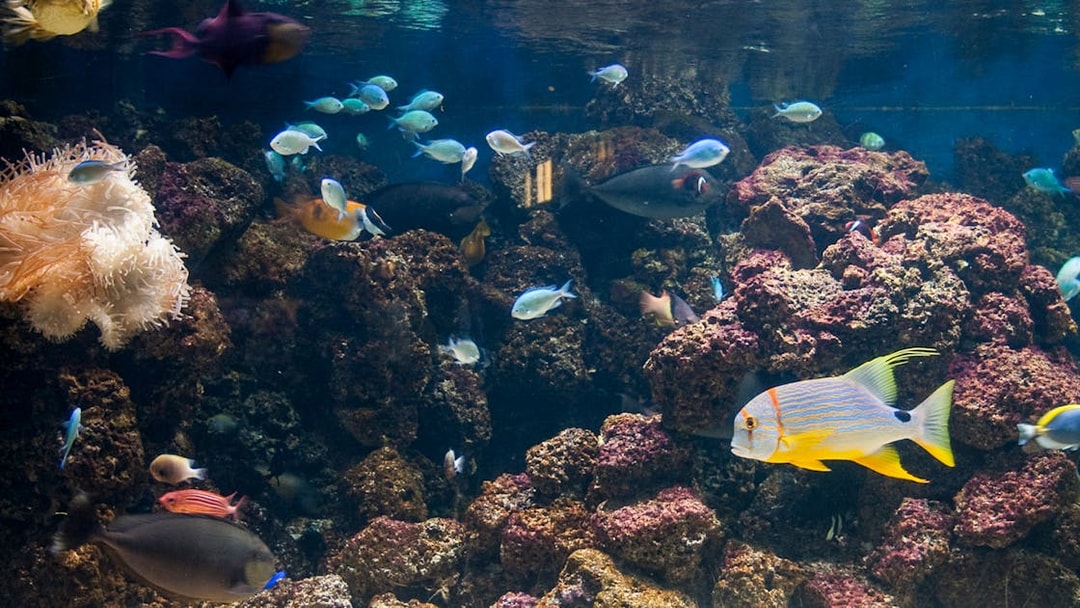 Colorful fish swimming among coral at SEA LIFE London Aquarium.