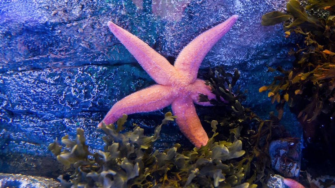 Starfish among seaweed at SEA LIFE London Aquarium.