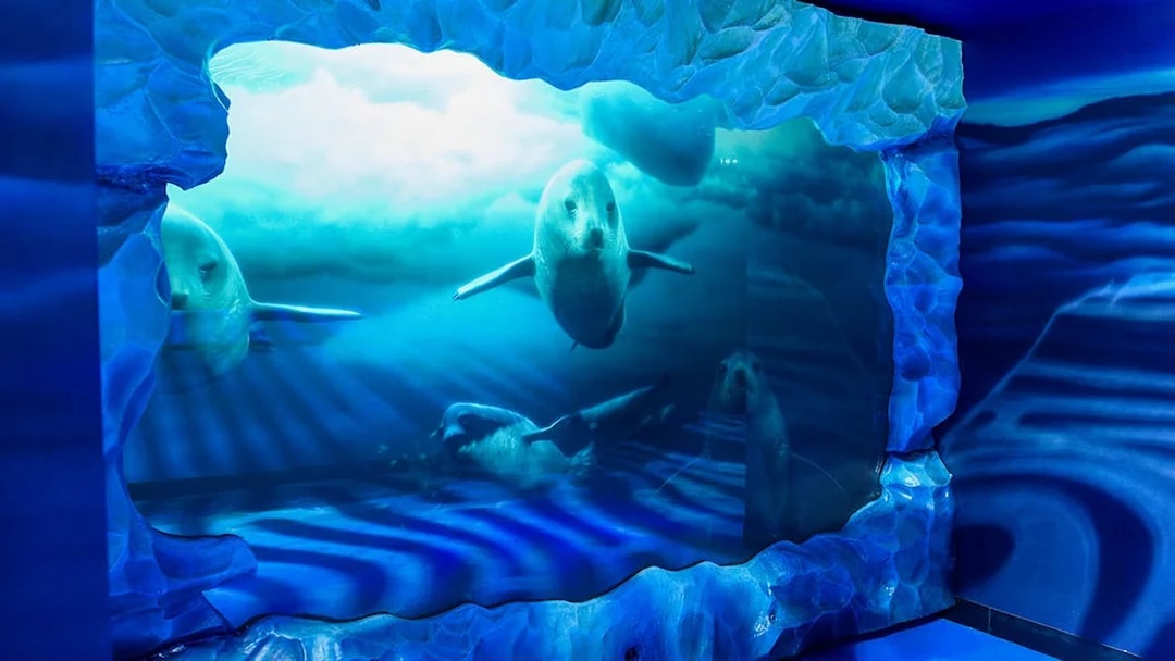 Seals swimming in an underwater exhibit at SEA LIFE London Aquarium.