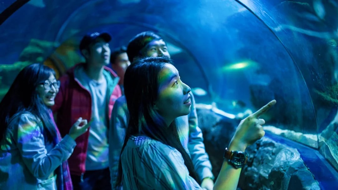 Visitors exploring underwater tunnel at SEA Life London.