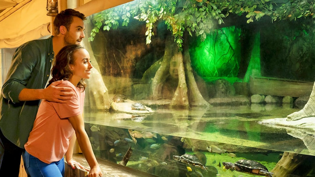 Couple observing sea turtle in aquarium exhibit.
