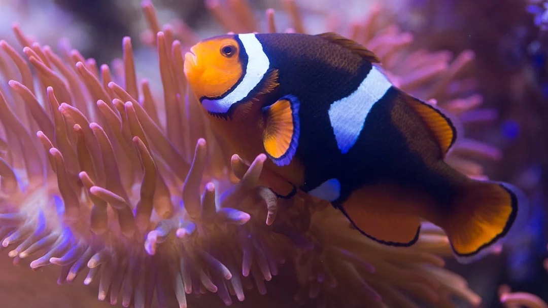 Clownfish swimming among anemones at Sea Life Aquarium, London.