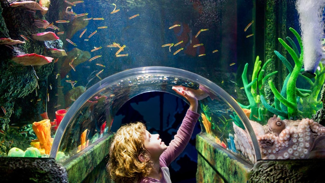 Child exploring underwater tunnel at SEA LIFE Melbourne.