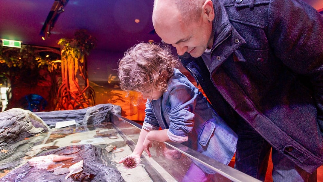 Child exploring touch pool at SEA LIFE Melbourne aquarium.