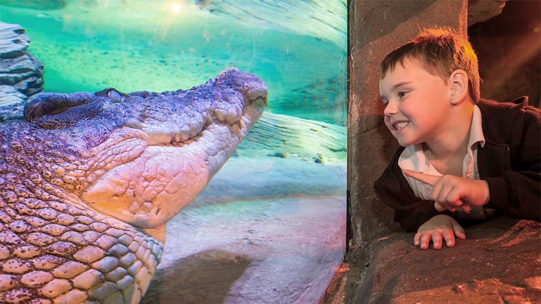 Child observing a crocodile through glass at SEA LIFE Melbourne.