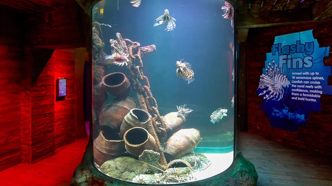 Lionfish swimming in a cylindrical tank at SEA LIFE Melbourne.